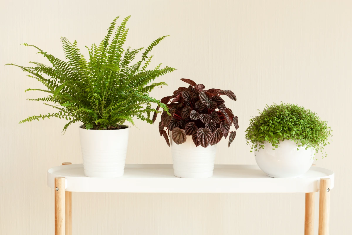 The Unexpected Joy of Houseplants